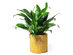 Potey 6.1" Yellow Cement Planter Flower Pot 