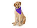 5-Pack Paisley Cotton Dog Scarf Triangle Bibs  - XL and Washable - Purple