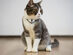 KiTiDOT: The Amusing Cat Collar Toy