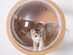 MyZoo Spaceship Gamma: Wall-Mounted Cat Bed (Oak/Open Right)