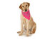 5-Pack Paisley Cotton Dog Scarf Triangle Bibs  - XL and Washable - Hot Pink