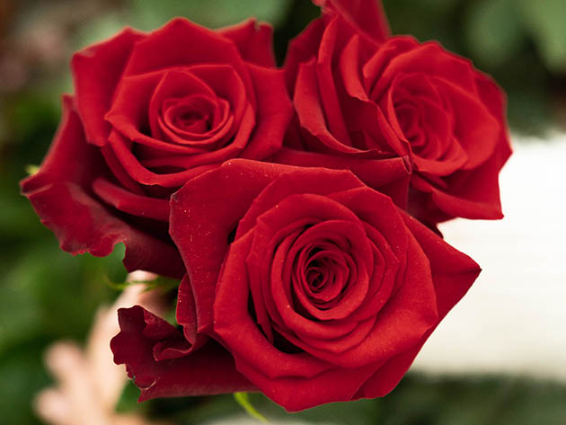 24 Cream Luxury Long Stem Roses – Rose Farmers