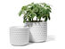 Potey 6" & 5" Ceramic Planter Set