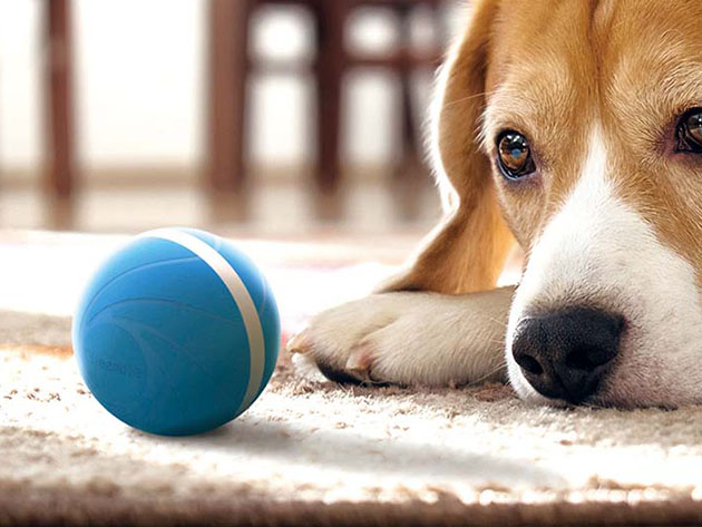 Help Your Pet Beat Boredom with This Automatic Ball — 3 Interaction Modes + Snack Reward System