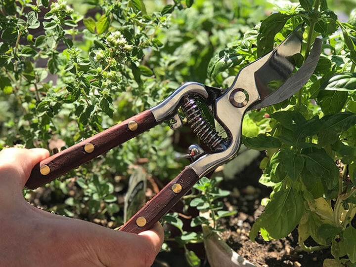 Tools: Thai Kitchen & Garden Shears – The Bernice Garden