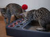 Cheerble Board Game: All-in-One Interactive Toy for Cats