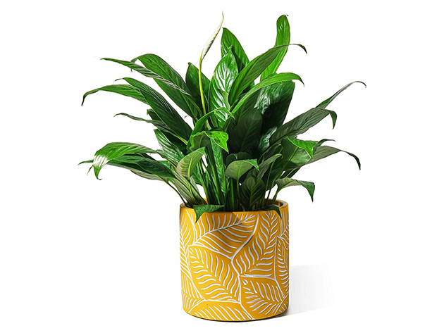 Potey 6.1" Yellow Cement Planter Flower Pot 