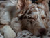 BuddyRest Lynx Dog Armour™ Blanket (Mocha/Large)