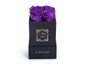 Black Box/Purple Roses