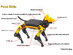 Petoi Bittle: Palm-Sized Robot Dog for STEM & Fun! (Pre-Assembled Kit)