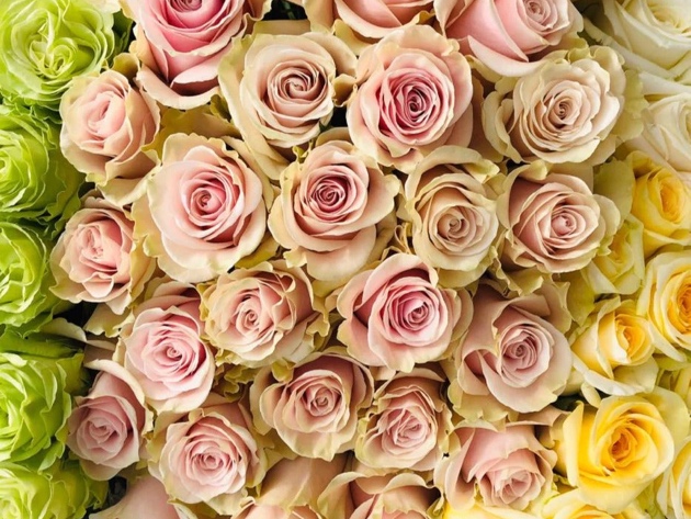 2 Dozen Farmer's Color Choice Long-Stem Roses + Vase Shipped for Only $49.99!