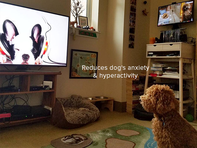 Relax My Dog Video Streaming: 3-Yr Subscription