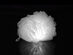 illumiScrub Light-Up Loofah